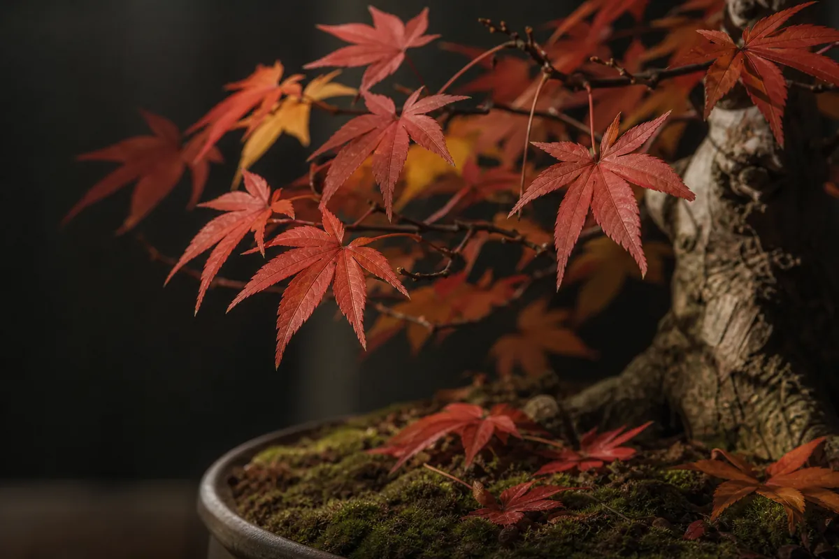 11月染成红色和橙色的枫树小叶,以及落在盆中青苔上的红叶