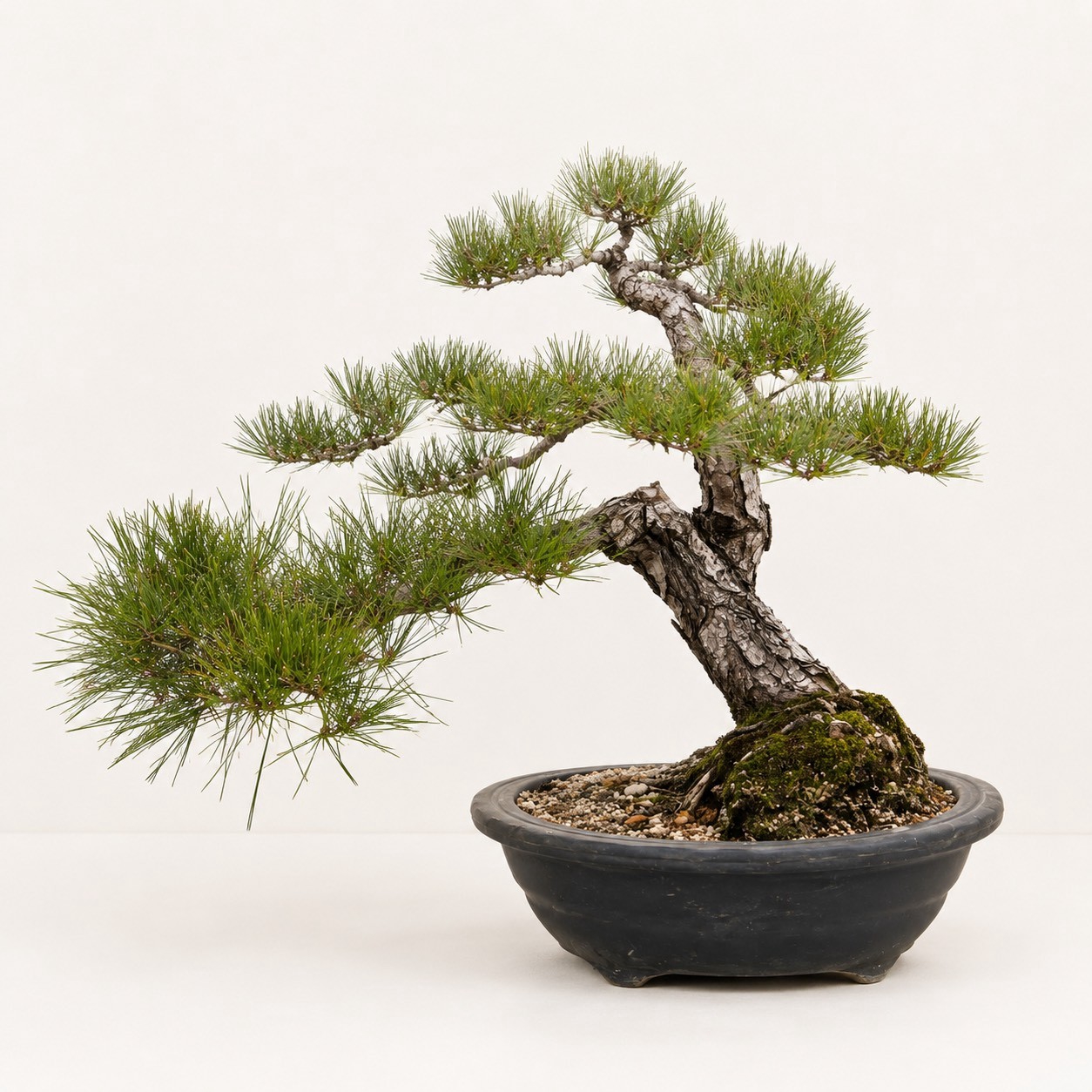 黒松（斜幹・長い差し枝）盆栽 (¥59,800) | 香川盆栽