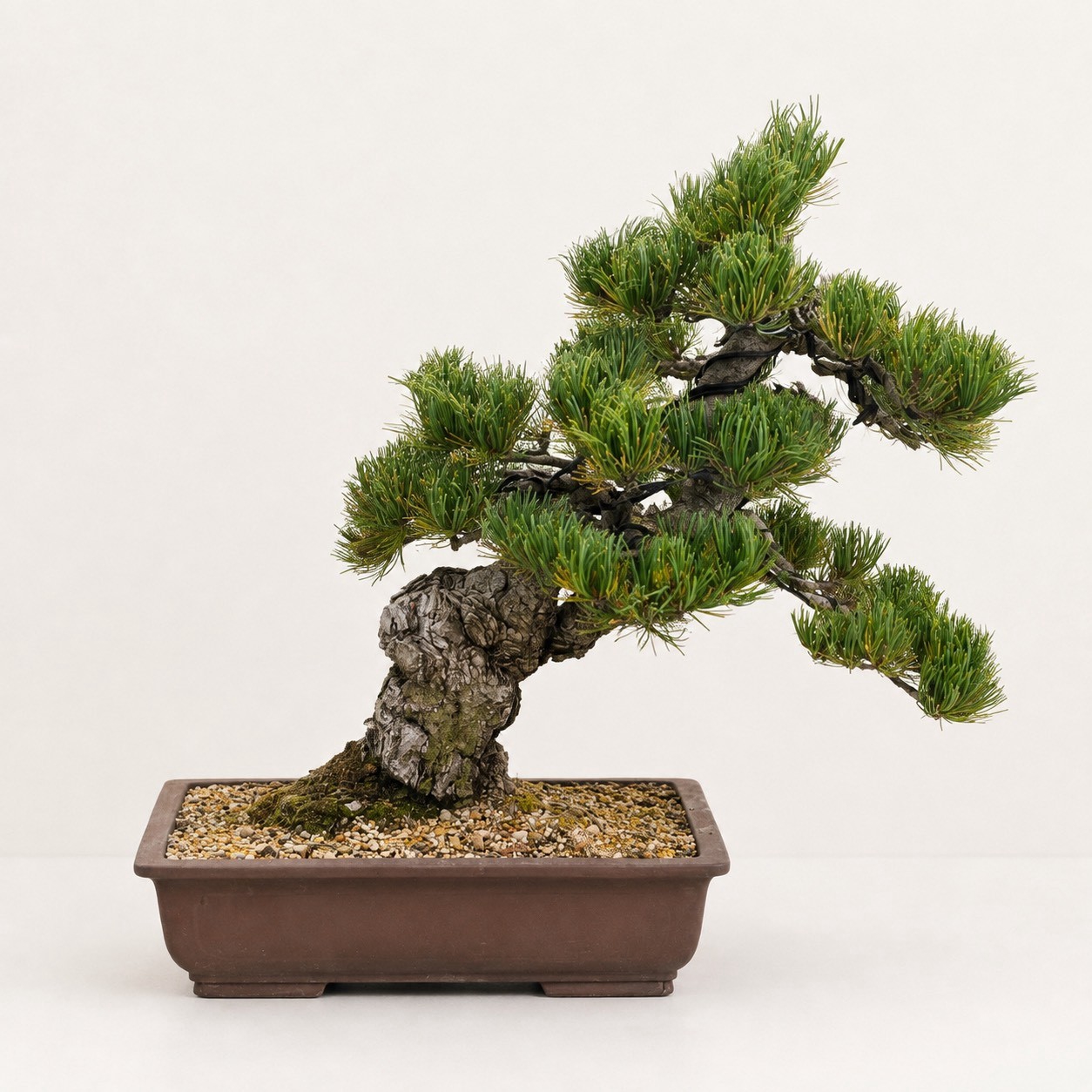 五叶松（粗干·斜干风）