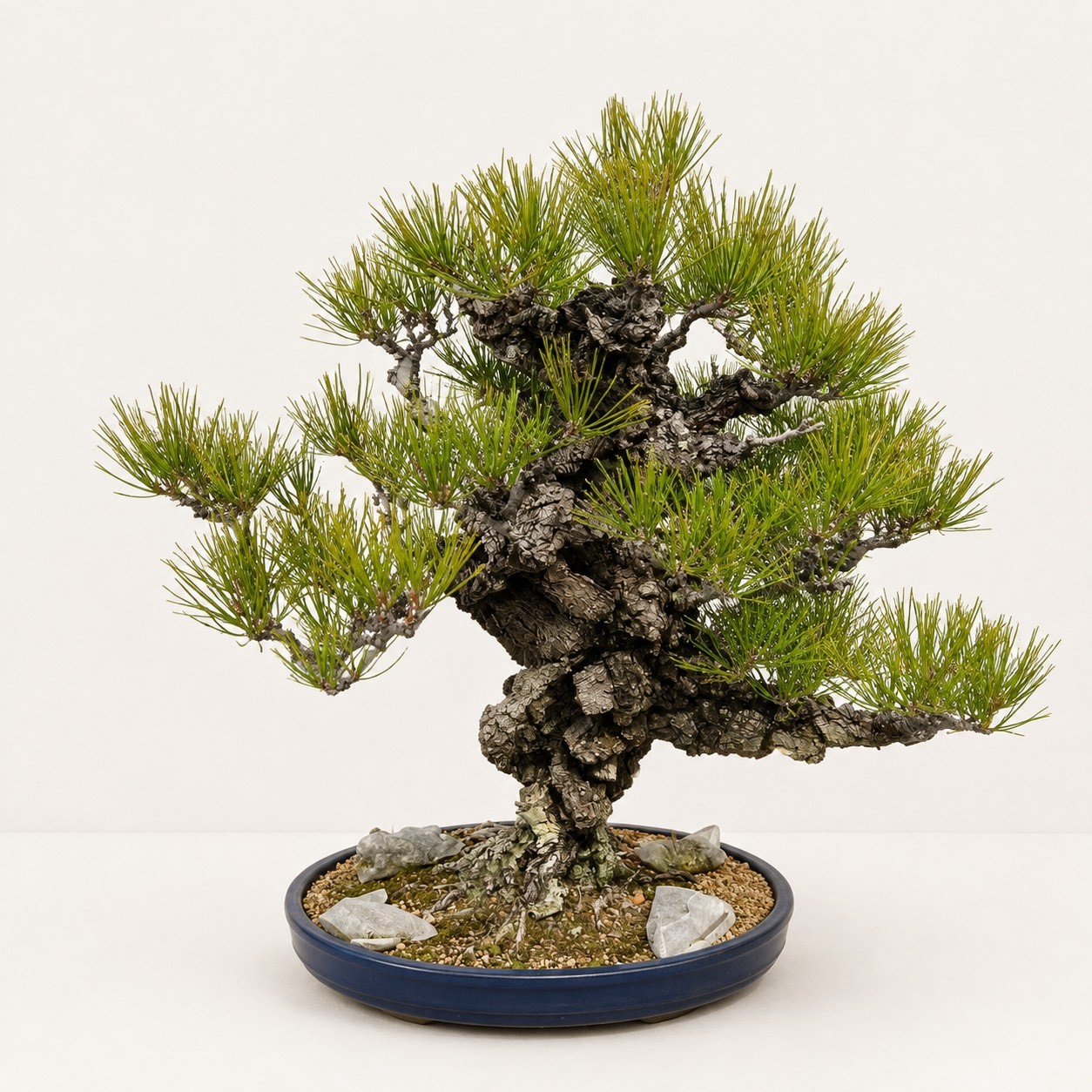 锦松（龟裂树皮·粗干）