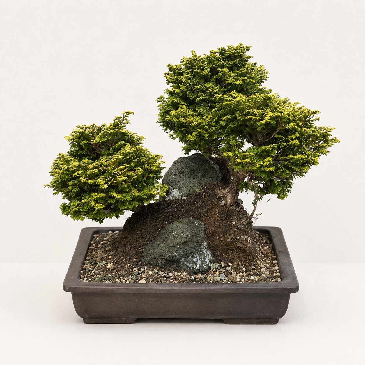 桧（石附）