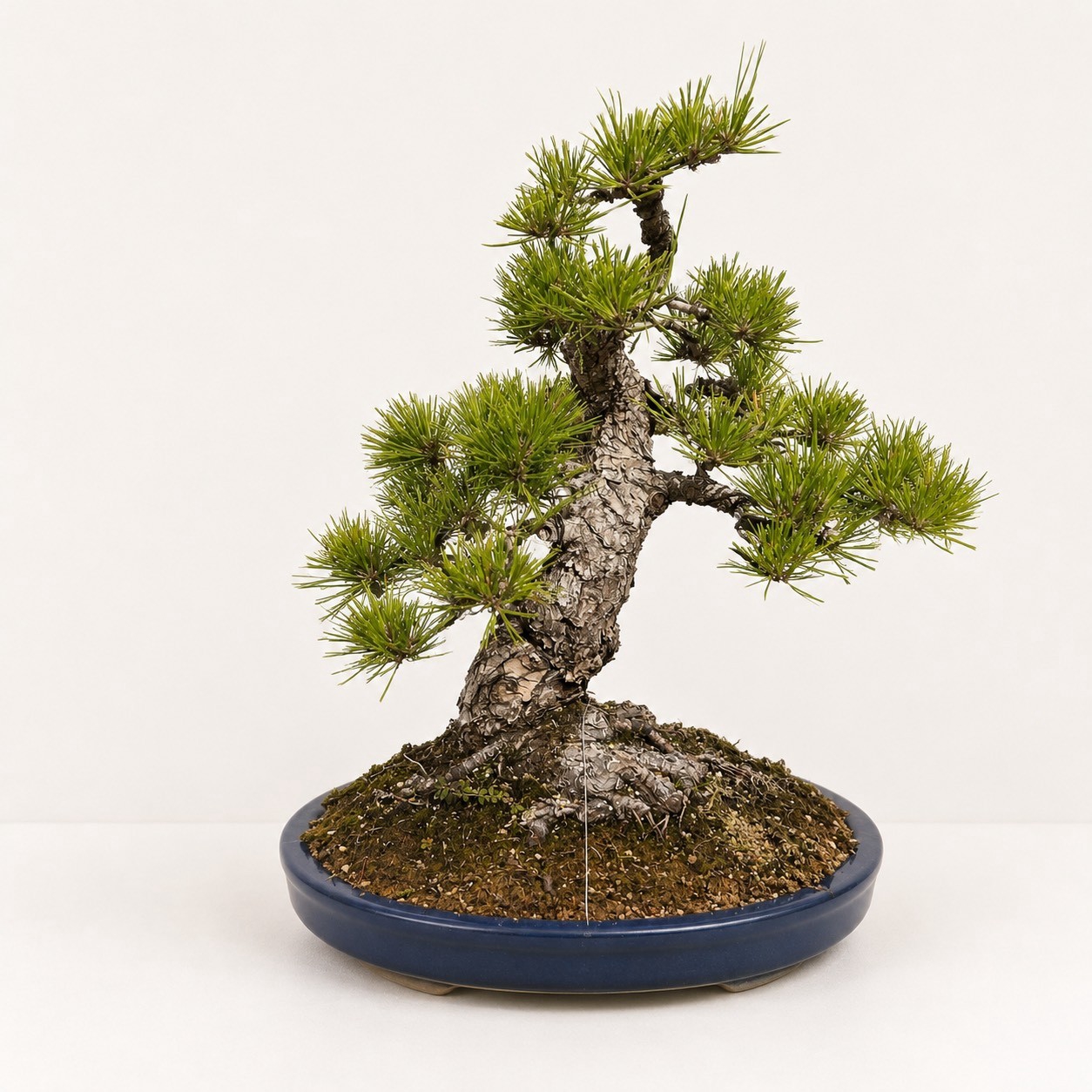 黑松（模样木·青苔铺地）
