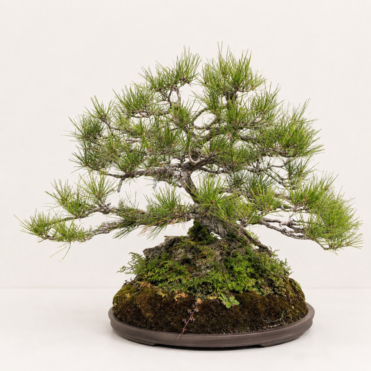 黑松（伞形枝盘·配草景致）